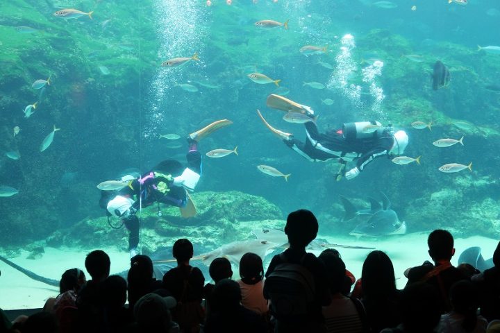 【長崎大学パスポート】会員限定イベント「九十九島水族館海きららバックヤードツアー」を実施しました🐟